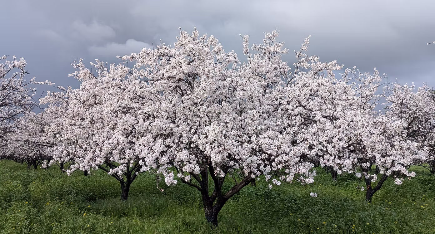 Capay Hills almonds close up